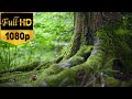 Forest Stock Footage | Free HD Video - no copyright