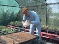 cultivo anturios