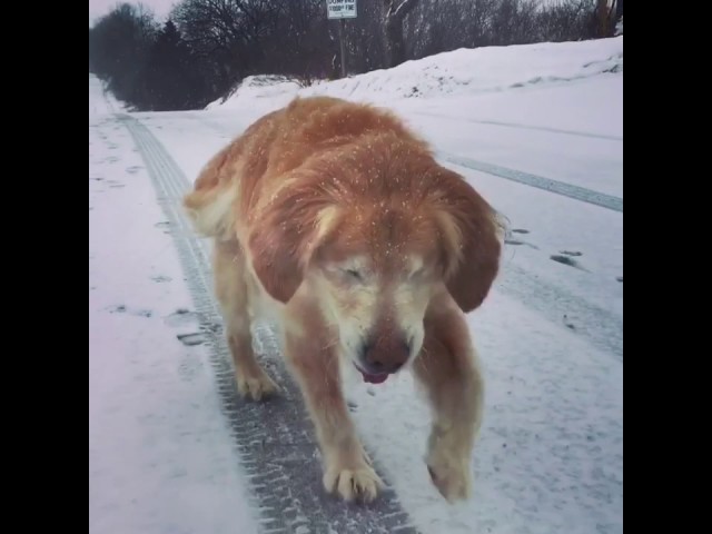 This Blind Dog Is The Cutest! - Video