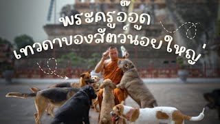 พระครออด วดเจดยหลวงเชยงใหม เทวดาของสตวนอยใหญ Pet Lover By Jerhigh Ep.30