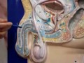 Anatomy Of Male Genetalia images Anatomy Of Male Genetalia