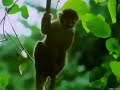 Doentary Jungle Dd Attenborough Hd