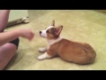 Charlie Pembroke Welsh Corgi 11 Weeks Training