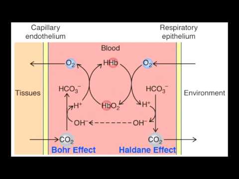 bohr effect diagram haldane bohr effect diagram haldane