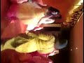 Pakistani Girls Dancing On Papi Choolo Music images Pakistani Girls Dancing On Papi Choolo Music