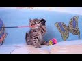 Видео Питомники кошек Файна Киця