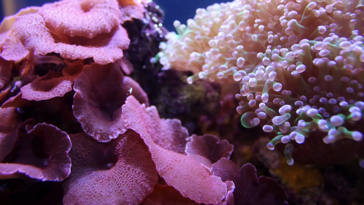 Как сделать чтобы в clownfish Как сделать чтобы в clownfish