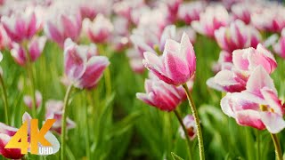 Bahar Çiçeklerinin Nazik Çiçeklenmesi (4K UHD) - Bahar Doğa seslerine Derin Gevş