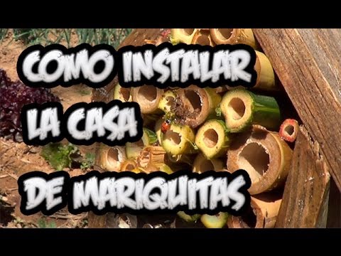 Como Poner Una Casa De Mariquitas En El Huerto || La Huertina De Toni Como Poner Una Casa De Mariquitas En El Huerto || La Huertina De Toni