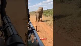 Why Is This Huge Elephant Running From A Tiny Cat?