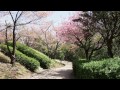 春の坂道 / 水沢明美　Cover：Doenka Eiko