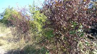 Видео Протягайловка от улицы Первомайская до города Бендеры улица Панфилова от Вася Вино, Первомайская улица, Бендеры, Молдавия