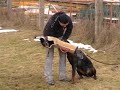 Dobermann female for sale - Alessandra Avasir