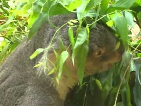 食事中のコアラ（２） ＠東山動物園