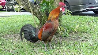 Funny Chickens & Roosters – Rooster vs Dog & Cat Videos Cute Chicken Video