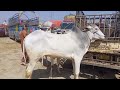Desi Bull and big cow amazing video
