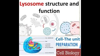 Lysosomes Definition And Function In Hindiurdu Fsc Biology Ch 4 The Cell