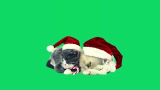 GREEN SCREEN CHRISTMAS CAT DOG SLEEPING HD | FREE TO USE GRAPHICS EFFECTS ANIMAT