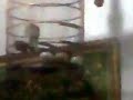 image Suara Burung Perkutut Manggung Malam Hari
