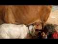 milky" milking machine single cow