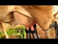 Video milky" milking machine single cow