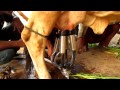 milky" milking machine single cow