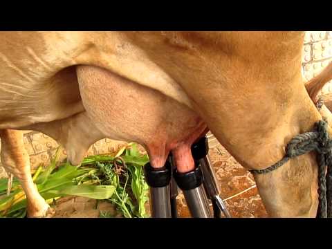 milky" milking machine single cow