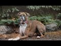 Sugar (Boxer) Boot Camp Dog Training Video