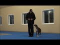Sugar (Boxer) Boot Camp Dog Training Video