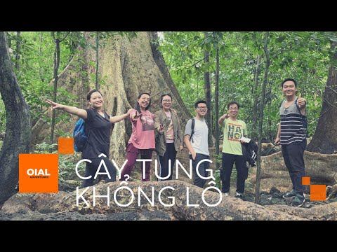 Cây Tung Cổ Thụ 400 Tuổi Trong Vườn Quốc Gia Cát Tiên, Đồng Nai | Roller Coaster Ride in the Jungle