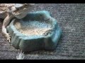 How to feed your Bearded Dragon Video