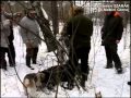 Koło Myśliwskie SZARAK w Małkini Górnej Polowanie na dziki luty 2014