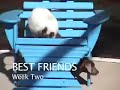 DAY 2-Alpha Cat vs. New Puppy- BEST FRIENDS