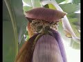planter un bananier