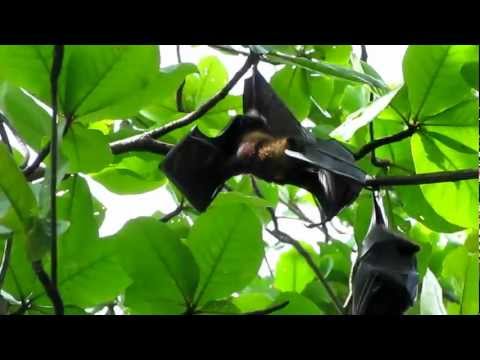 Fruit Bats at Ko Muang, Similan Islands, Thailand