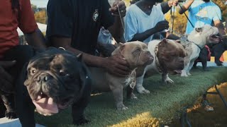 Best Dogs Ever Bama Bully Battle 2021 Official Recap
