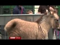 Yarı zebra, yarı eşek - Film Yorum
