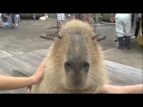 カピバラのアイドル「ユキちゃん」 [Capybara]
