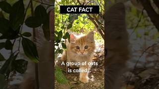 Cat Fact A Group Of Cats Is Called...