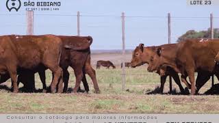 LOTE 23 - FÊMEAS ANGUS AD - LEILÃO VIRTUAL SÃO BIBIANO 2020
