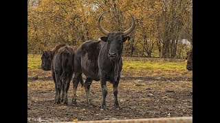 Beefalo Incredible Beefalo Facts Beefalo Appearance Beefalo Behavior