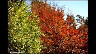Watch Van Morrison Autumn Song video