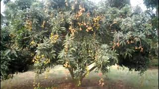 বগন বডলচ বগননটরNator
