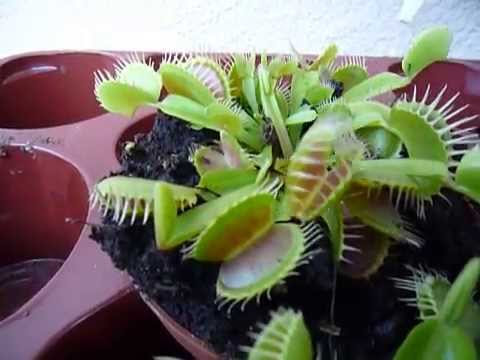 Цветок который всё ест видео Цветок который всё ест видео