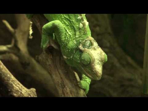 Header of African Chameleon