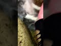 Girl Raped By Dog images Girl Raped By Dog