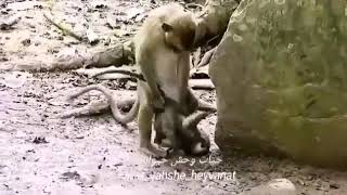 Monyet kawinin di bawah umur
