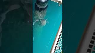 Sea Turtle, Kwinana Bulk Jetty