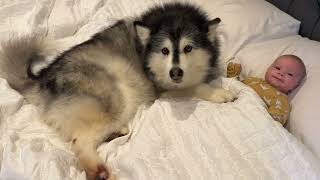 Alaskan Malamute Protecs Baby With Her Life Cutest Ever