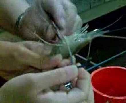 Prawn Fishing
